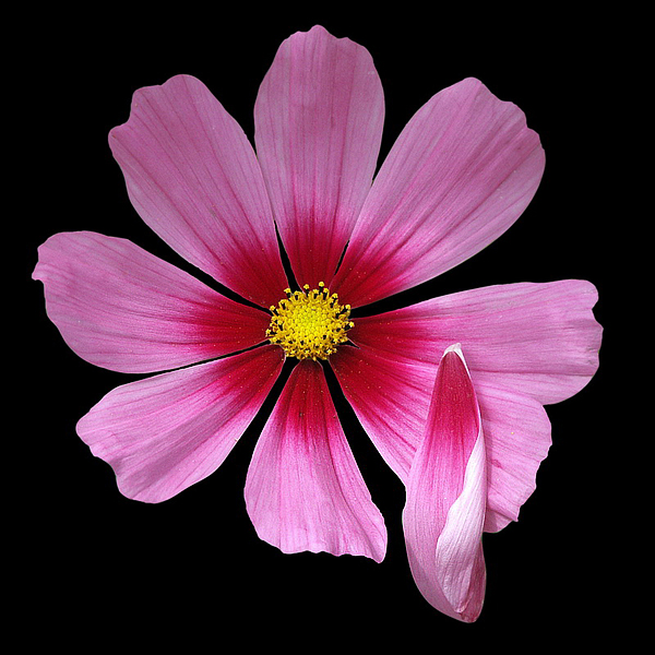 Blume PICT1119 (1)_Bildgröße ändern.jpg - DCF 1.0